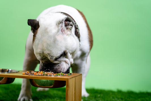 How Much Should My Dog Eat? Feeding Charts by Weight
