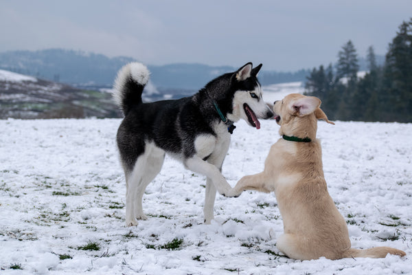 A Pup Above, brand website product image
