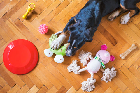 10 Great Ways to Spoil Your Dog