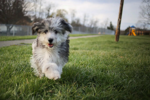 Mini Aussiedoodle