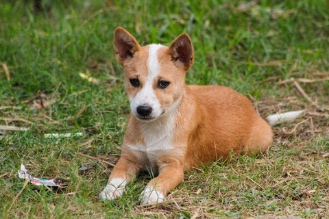 When Can Puppies Eat Dry Food?