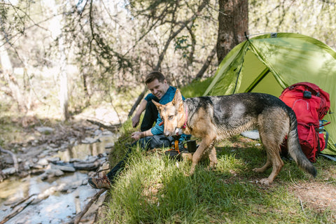 10 Must-Follow Tips for Dog-Friendly Camping