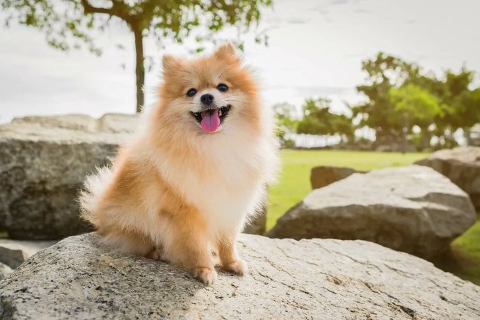 A Pomeranian's Perfect Day: Quick Care and Informational Guide