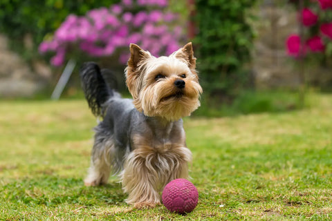 How To Properly Choose Small-Breed Dog Food