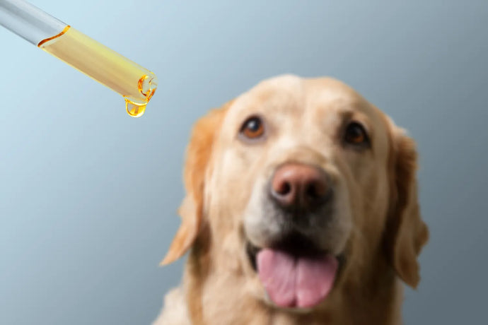 What Essential Oils Are Bad for Dogs?