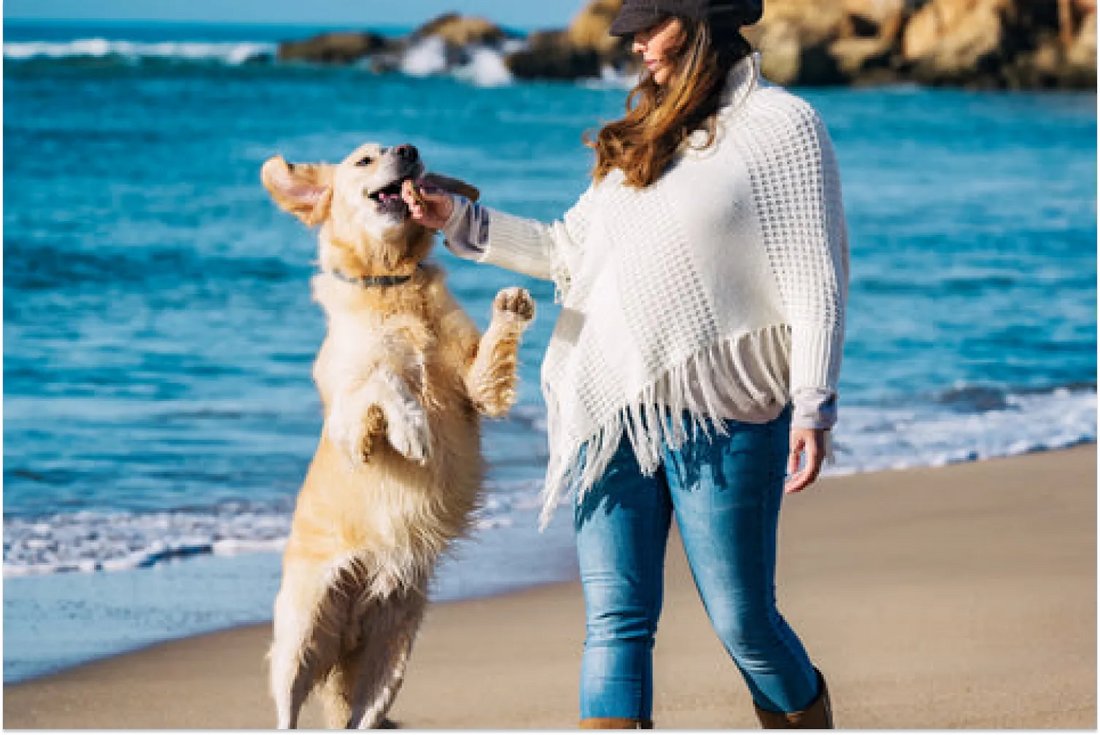 Sustainable Dog Food: Better for Dogs, People, & Planet