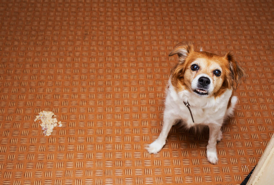 Why a Puppy Might Throw Up Food?