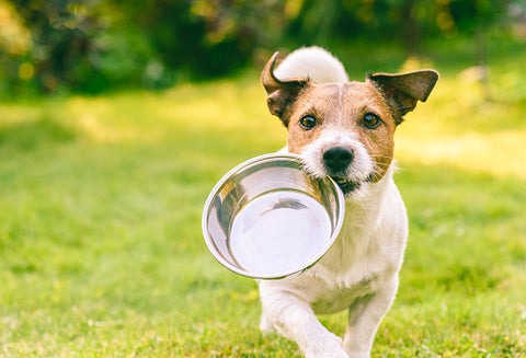 The Benefits of Bone Broth for Dogs