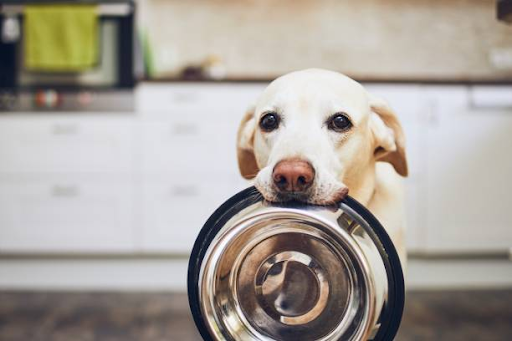 What To Feed a Dog With a Sensitive Stomach