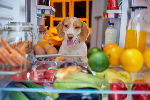 Dog looking at refrigerator full of food