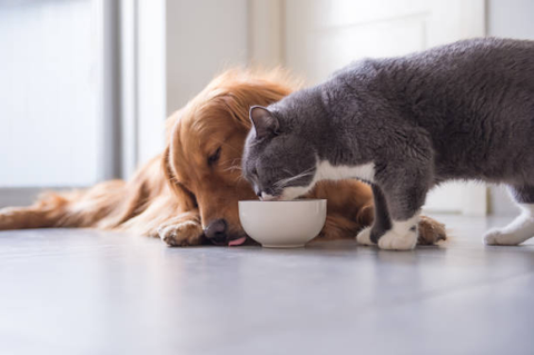 Can Dogs Eat Cat Food? Here’s Why They Do It and Its Potential Health Effects
