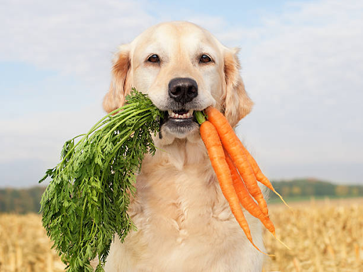 How to Help Your Dog Lose or Gain Weight: A Body Condition Guide