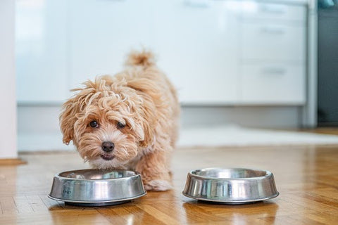 What is the Best Dog Food for Small Dogs?