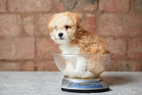 How to Make Dogs Gain Weight