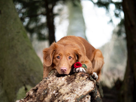 Best Valentine’s date idea ever: your own dog