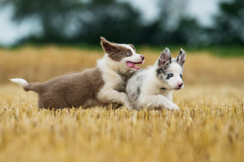 What Happens if a Puppy Eats Adult Dog Food?