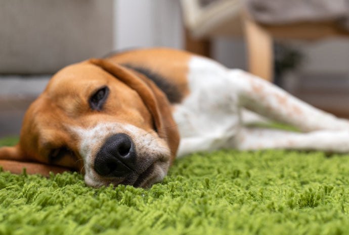 What To Feed a Dog With an Upset Stomach