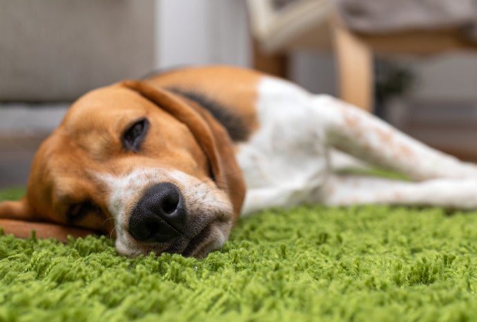 How To Naturally Help Your Dog With an Upset Stomach