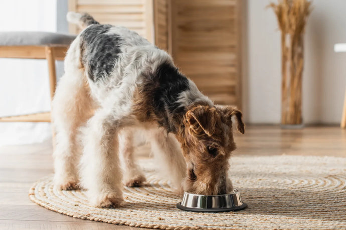 What To Feed When a Dog Has a Yeast Infection