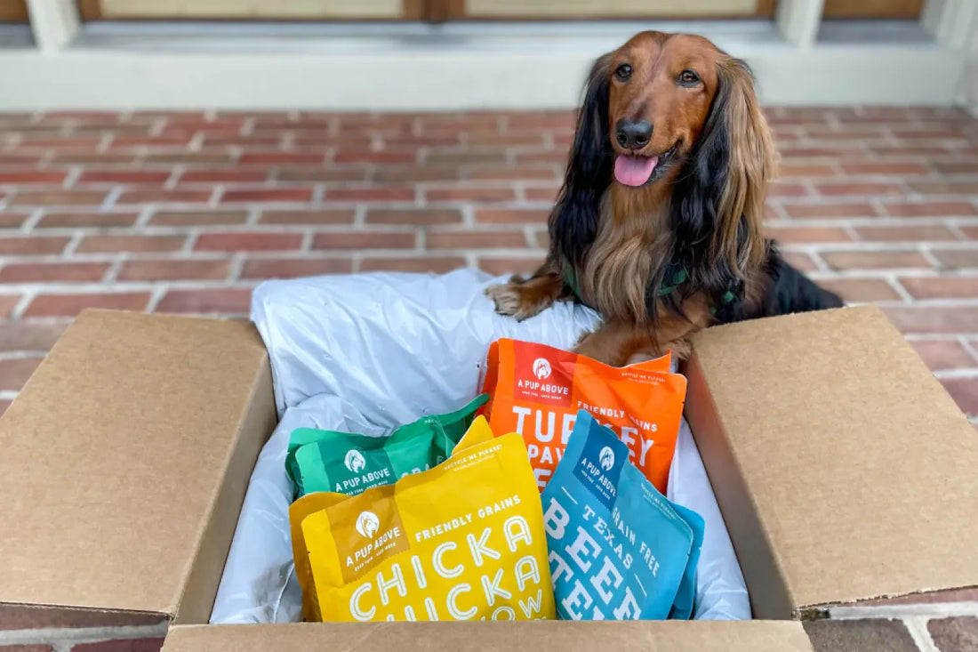 What To Know About Low Carb Dog Food
