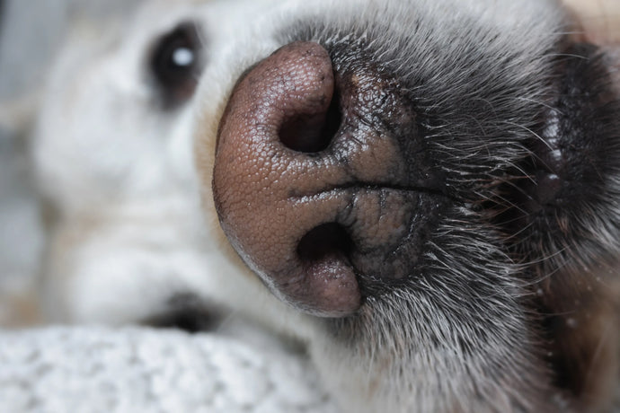 Why Are Dogs Noses Wet?