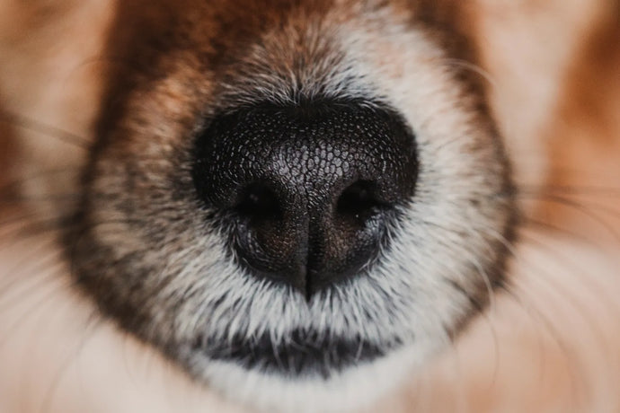 Why Dogs Have Whiskers and How They Use Them