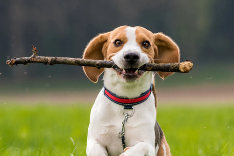 Why Do Dogs Like Sticks?