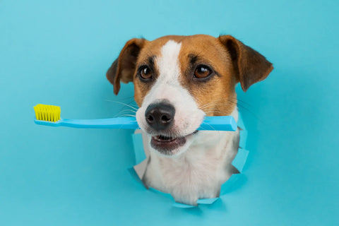 Why Does My Dog's Breath Smell Like Fish?
