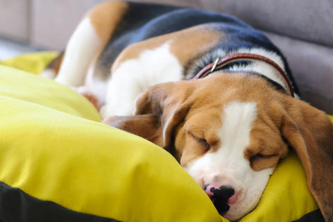 Why Do Dogs Sleep So Much?