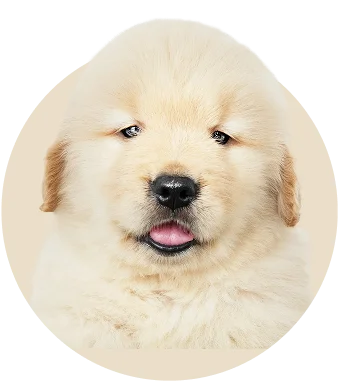 Puppy Collection