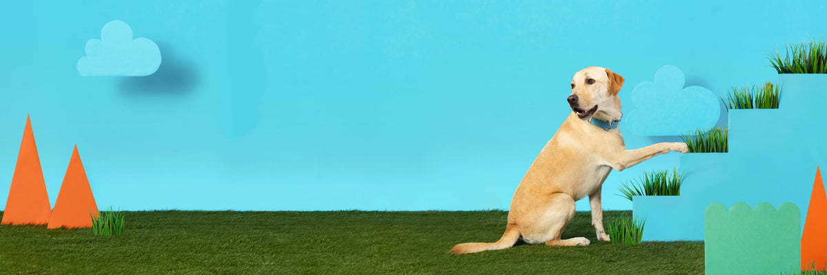 Changing dog food for good