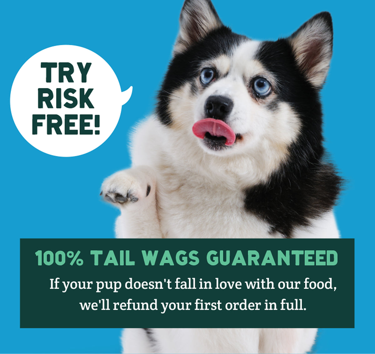 Black and white dog with blue eyes against blue background with promotional text overlays.