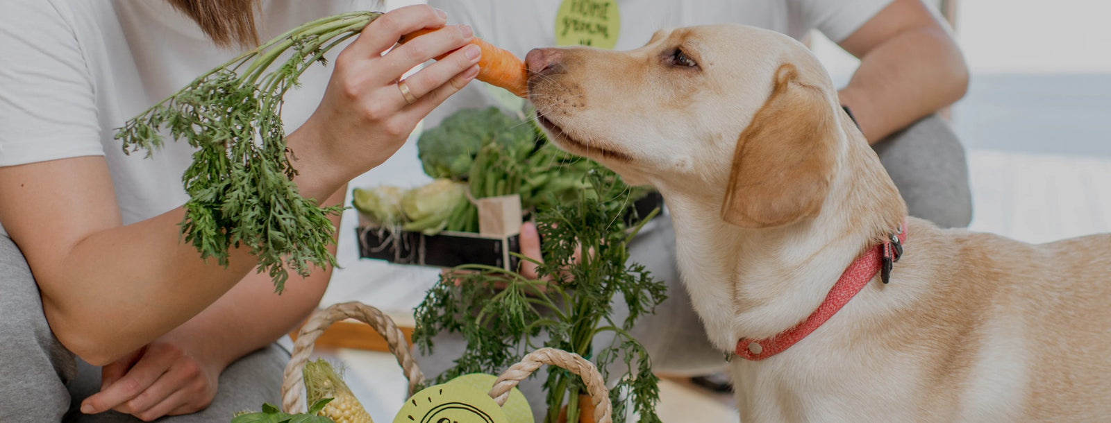 A person hand-feeding fresh vegetables to a golden Labrador