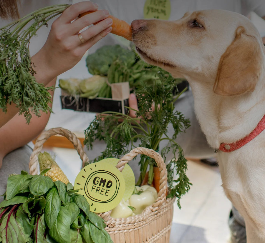 A person hand-feeding fresh vegetables to a golden Labrador