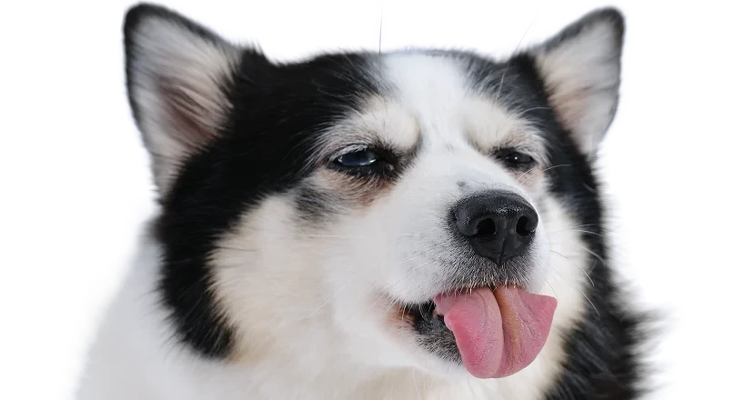 A black and white husky mix with blue eyes, tongue out