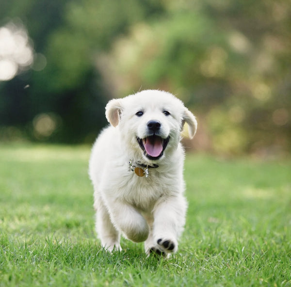 White golden retriever puppy running on grass