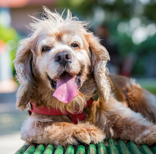 Senior dog resting outdoors